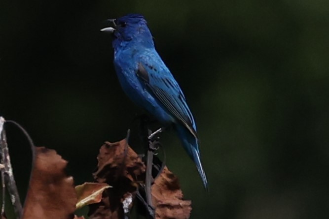 Indigo Bunting - ML620227221