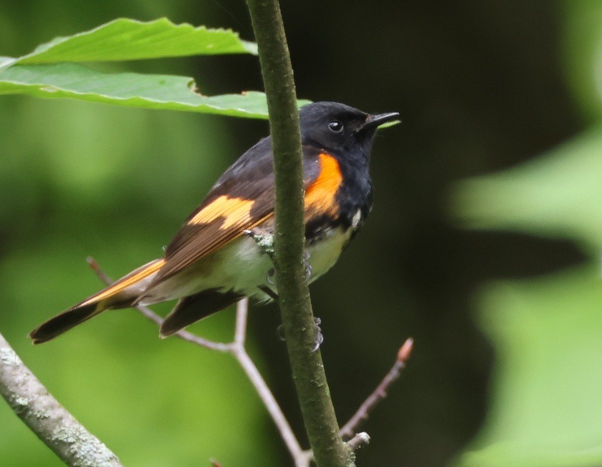 American Redstart - ML620227232