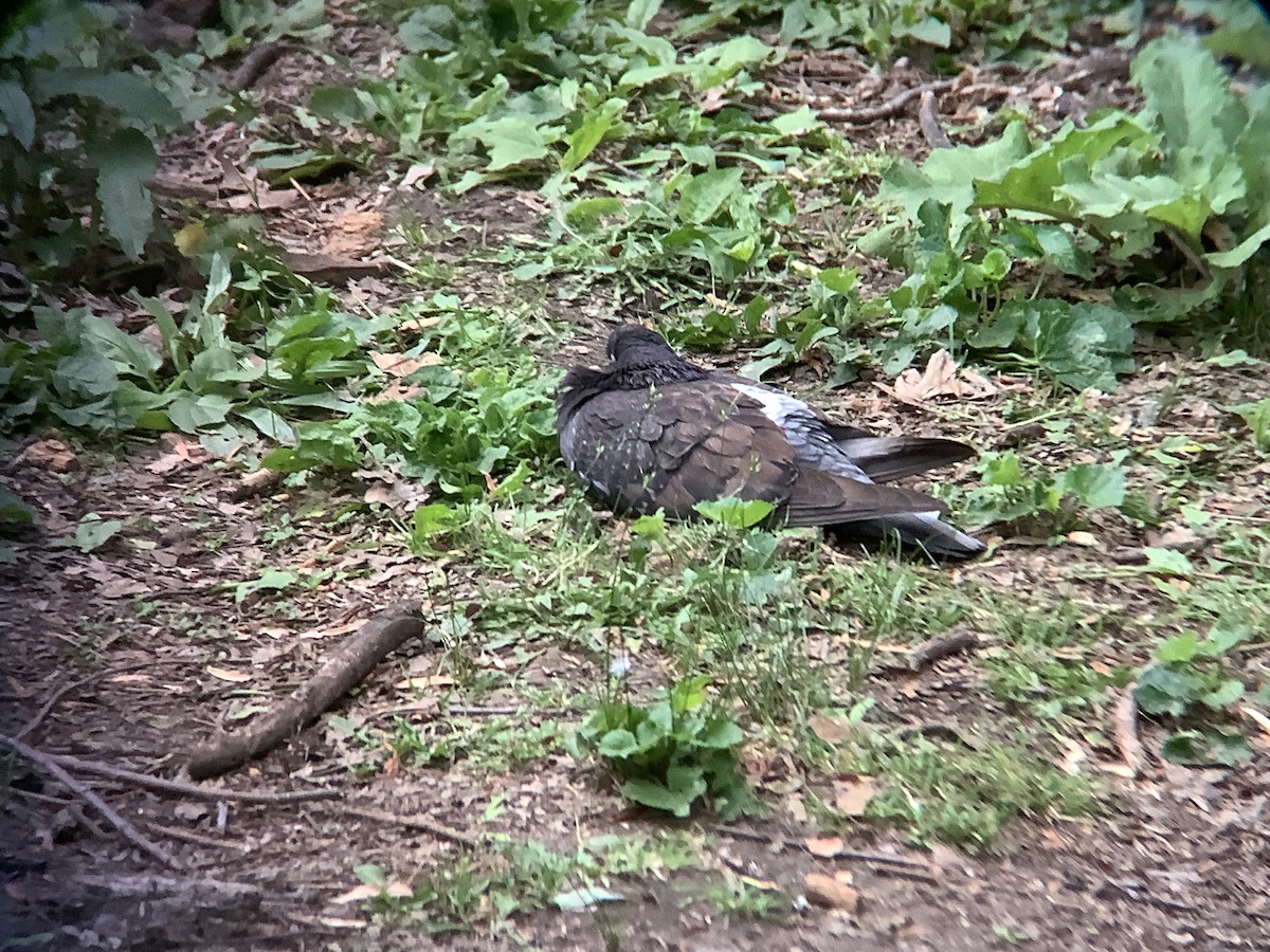 Rock Pigeon (Feral Pigeon) - ML620227233