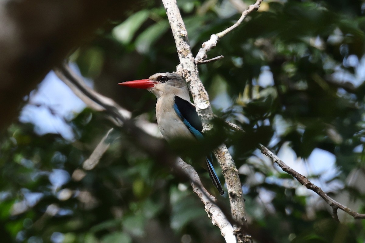 Brown-hooded Kingfisher - Hubert Stelmach