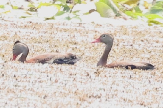 Black-bellied Whistling-Duck - ML620227236