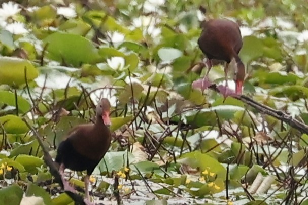 Black-bellied Whistling-Duck - ML620227237