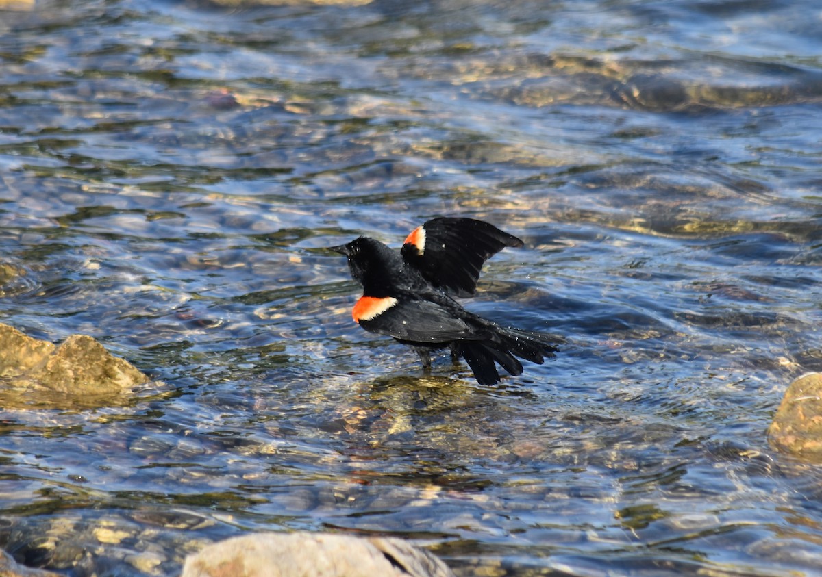 Red-winged Blackbird - ML620227240