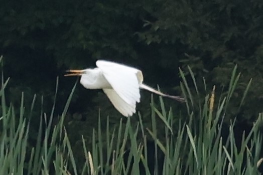 Great Egret - ML620227244