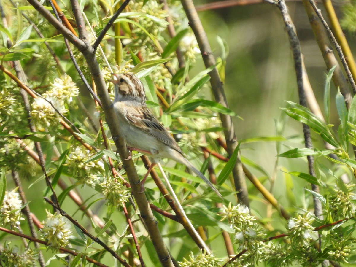 Clay-colored Sparrow - ML620227250