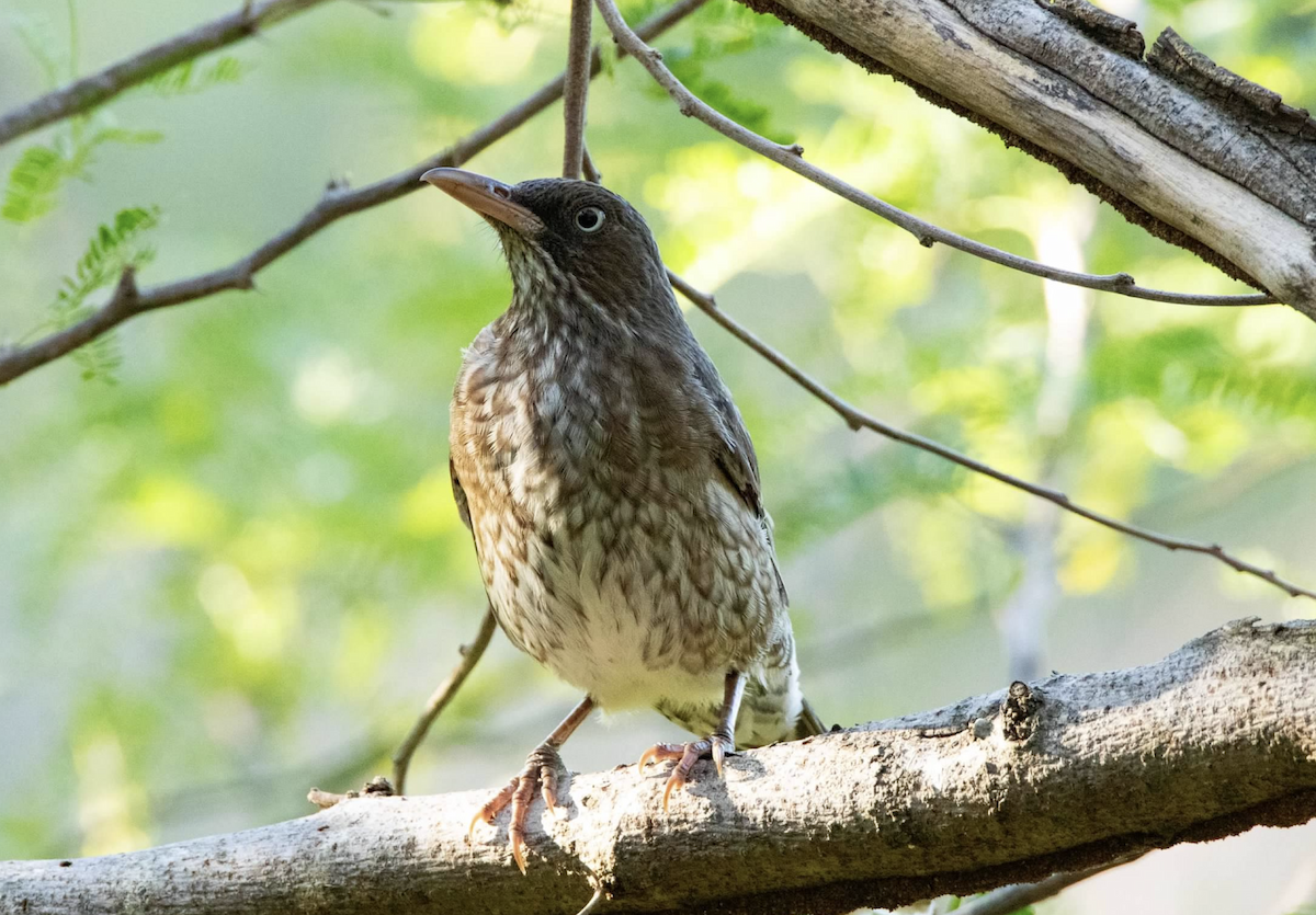 Pearly-eyed Thrasher - ML620227254