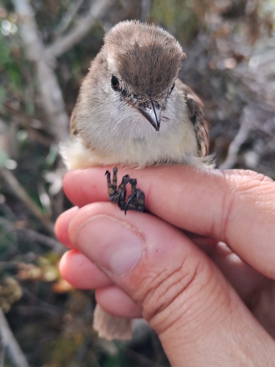 Southern Mouse-colored Tyrannulet - ML620227257