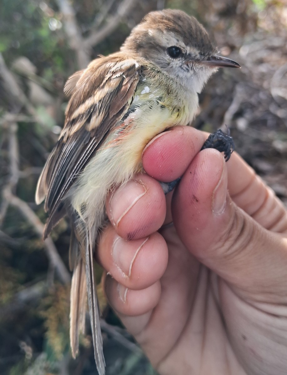 Southern Mouse-colored Tyrannulet - ML620227258