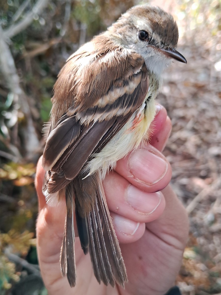 Southern Mouse-colored Tyrannulet - ML620227259