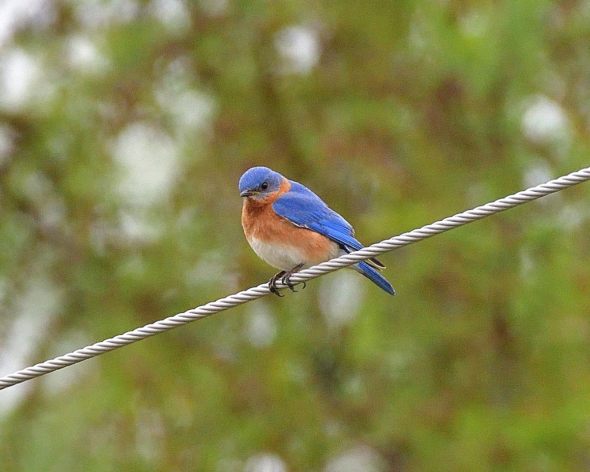 Eastern Bluebird - ML620227264