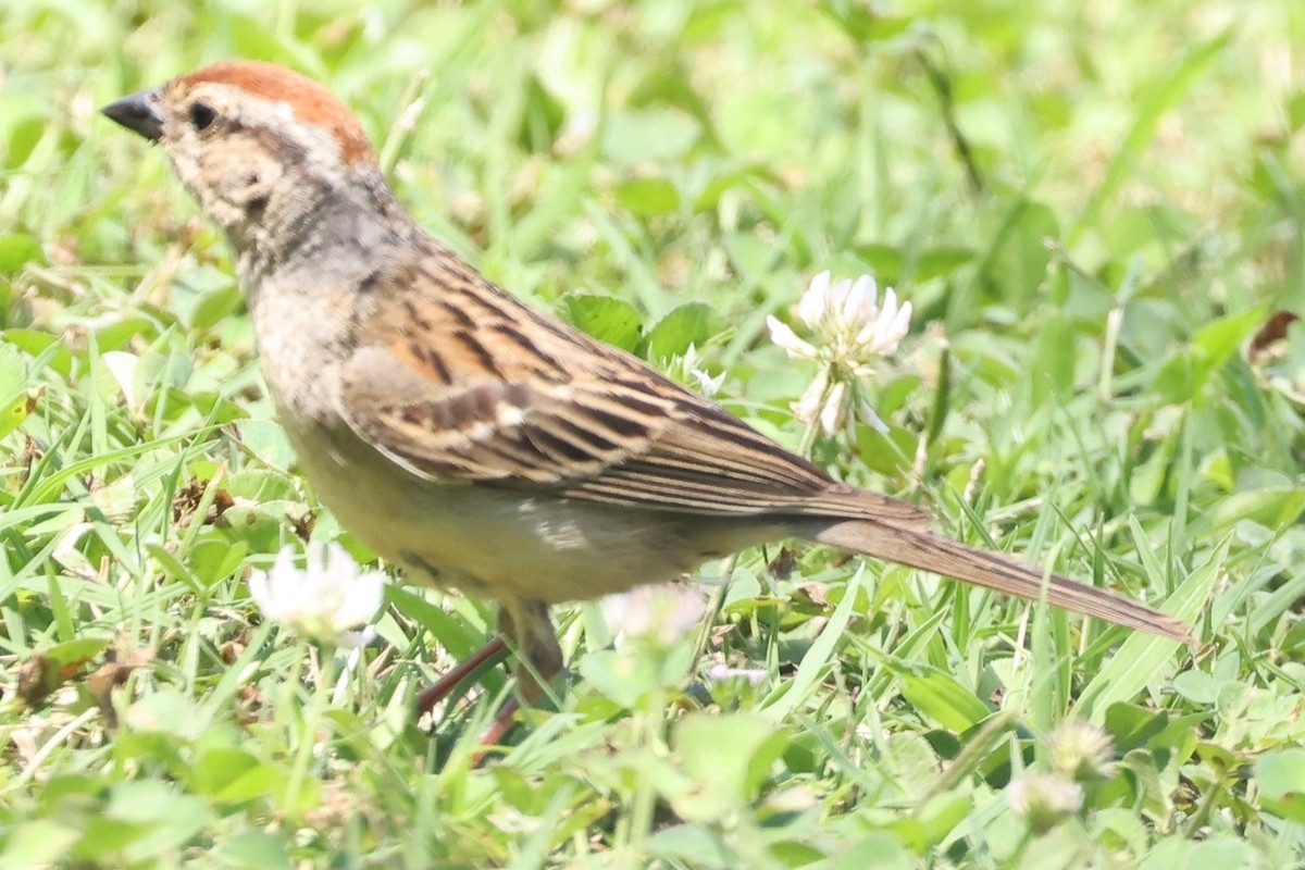 Chipping Sparrow - ML620227267