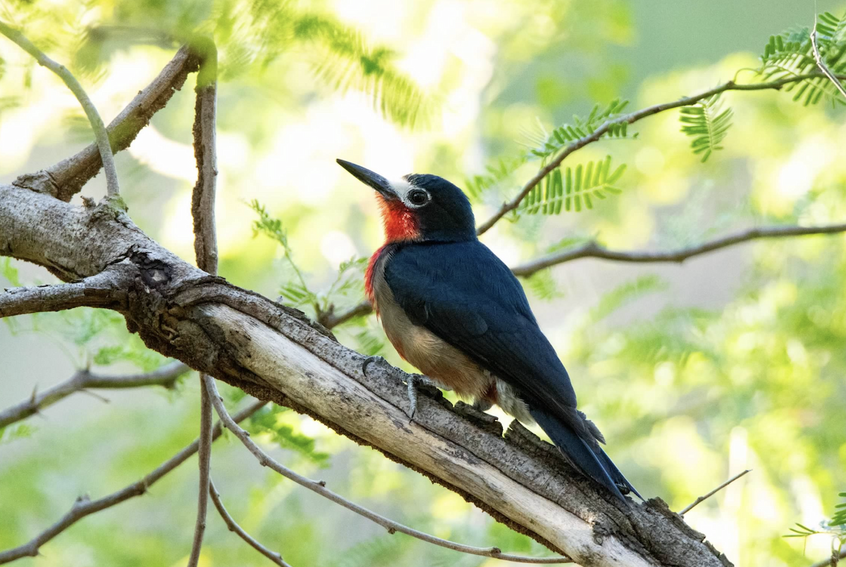 Puerto Rican Woodpecker - ML620227269