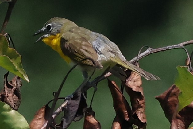 Yellow-breasted Chat - ML620227272