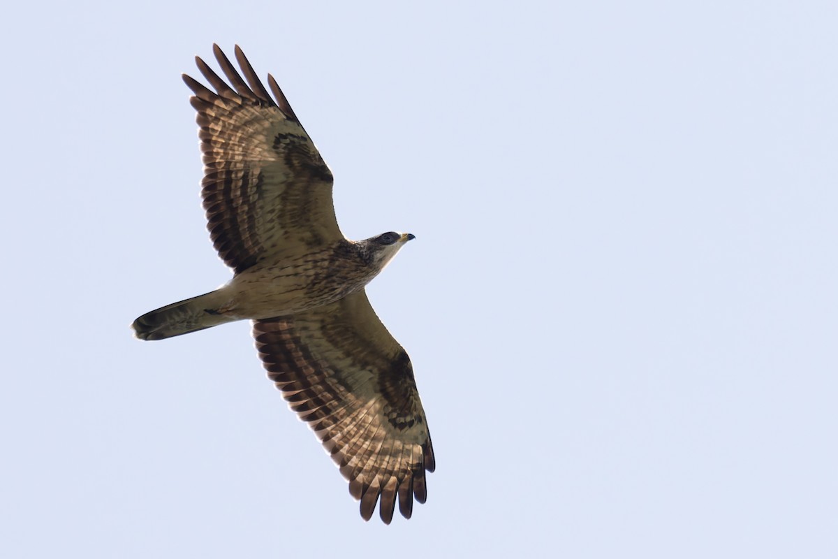 European Honey-buzzard - ML620227285