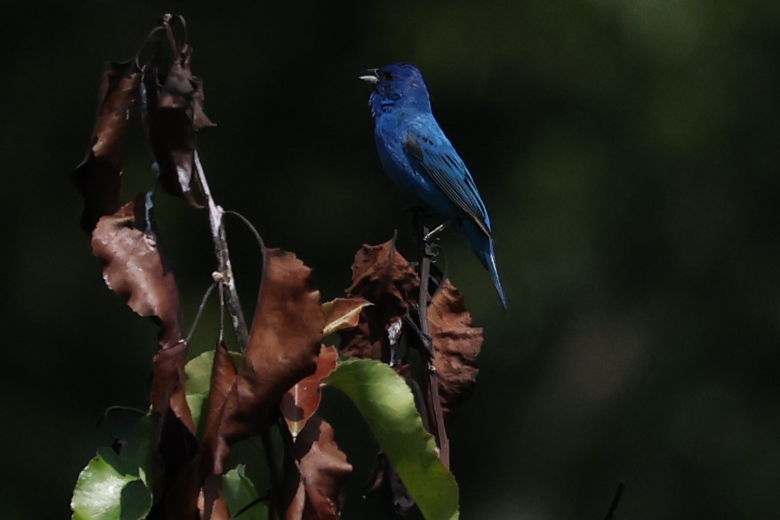 Indigo Bunting - ML620227294