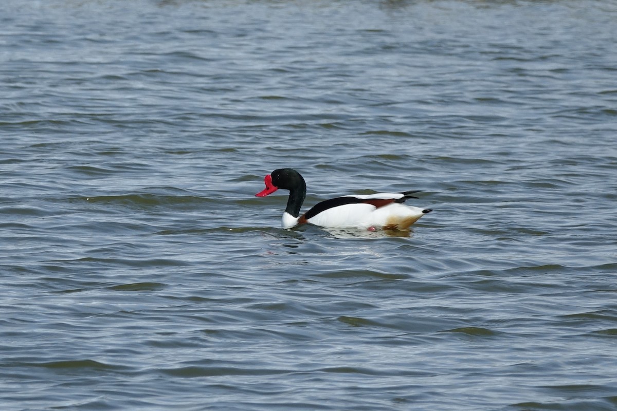 Common Shelduck - ML620227322