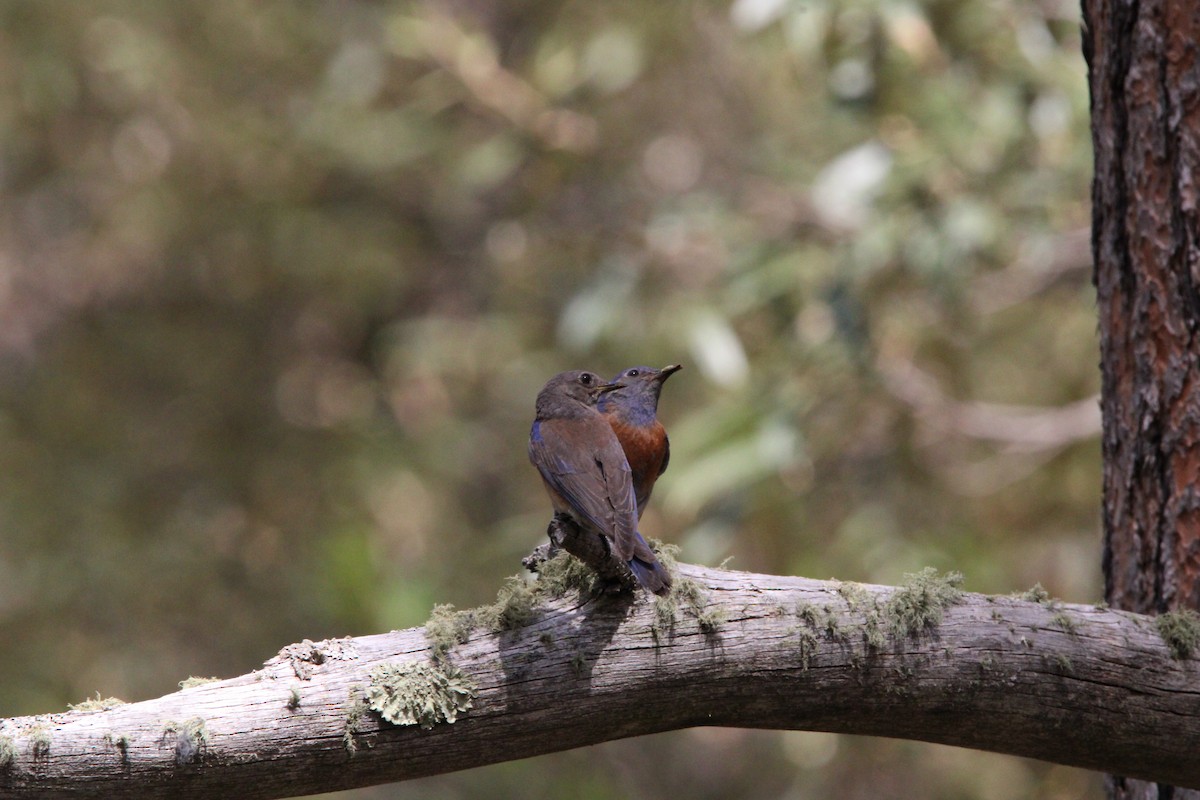 Western Bluebird - ML620227335