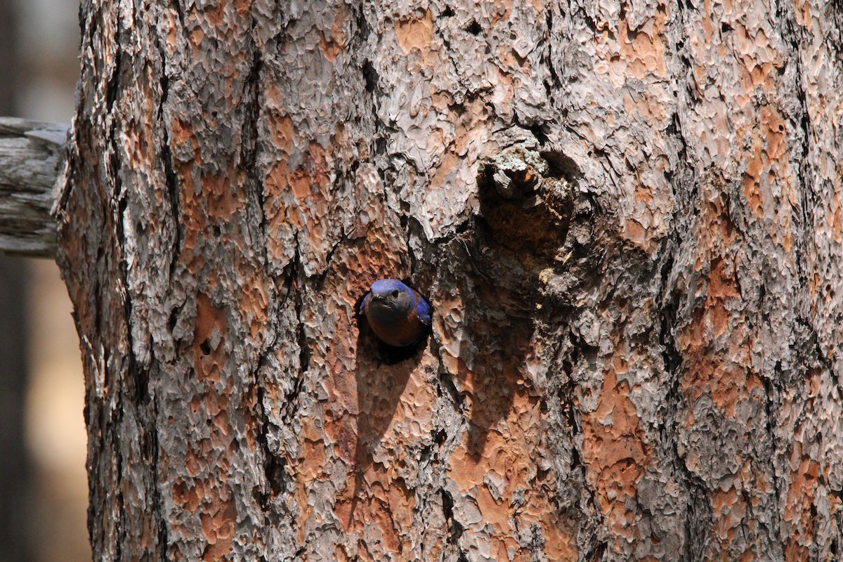 Western Bluebird - ML620227337