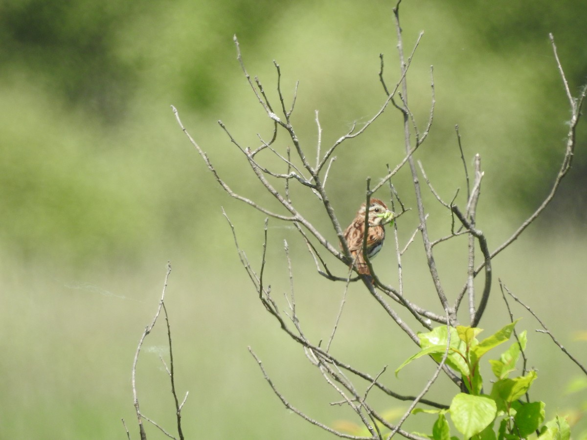 Song Sparrow - ML620227338