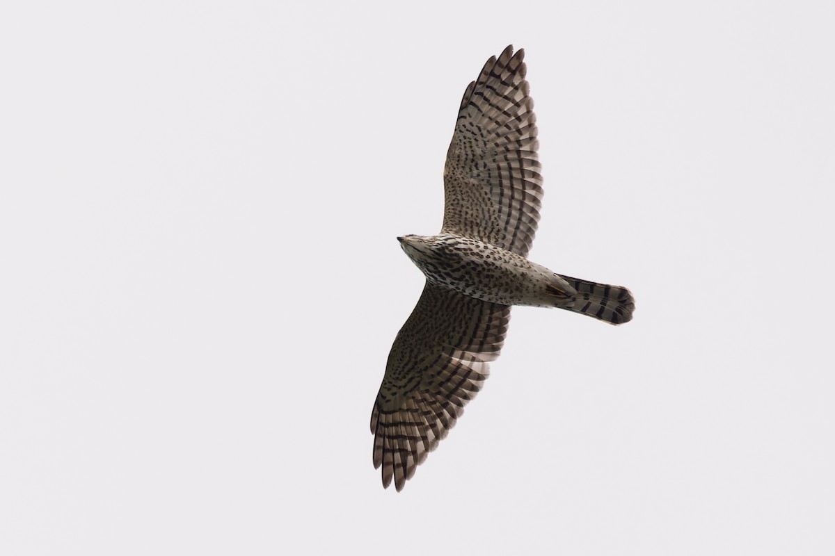 Levant Sparrowhawk - ML620227352