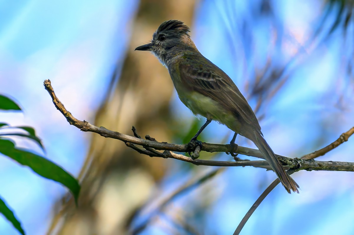 Panama Flycatcher - ML620227365