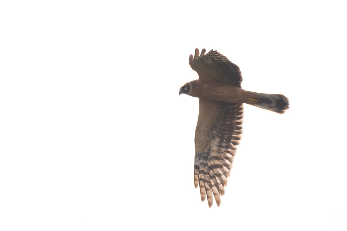 Pallid Harrier - ML620227384