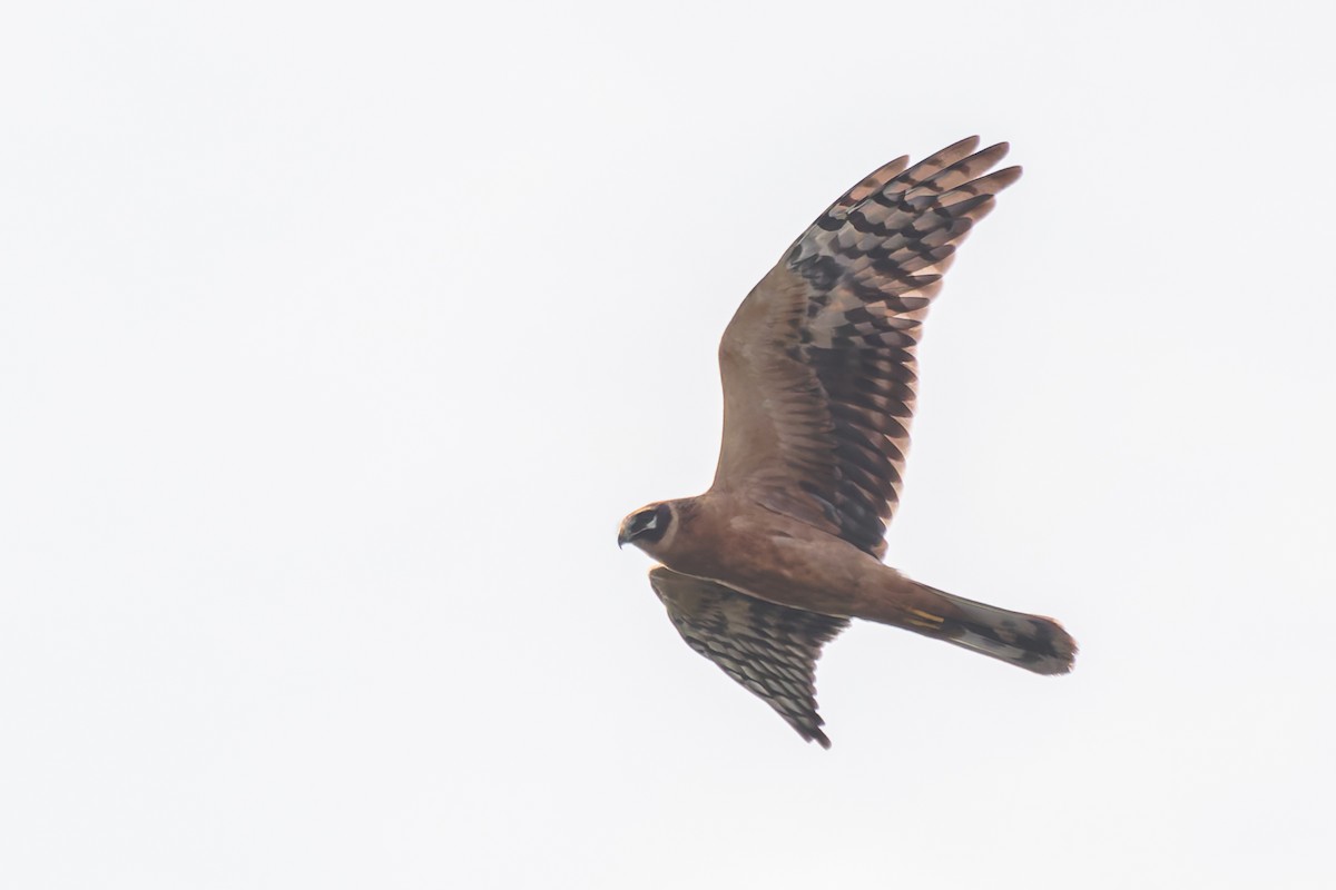 Pallid Harrier - ML620227385