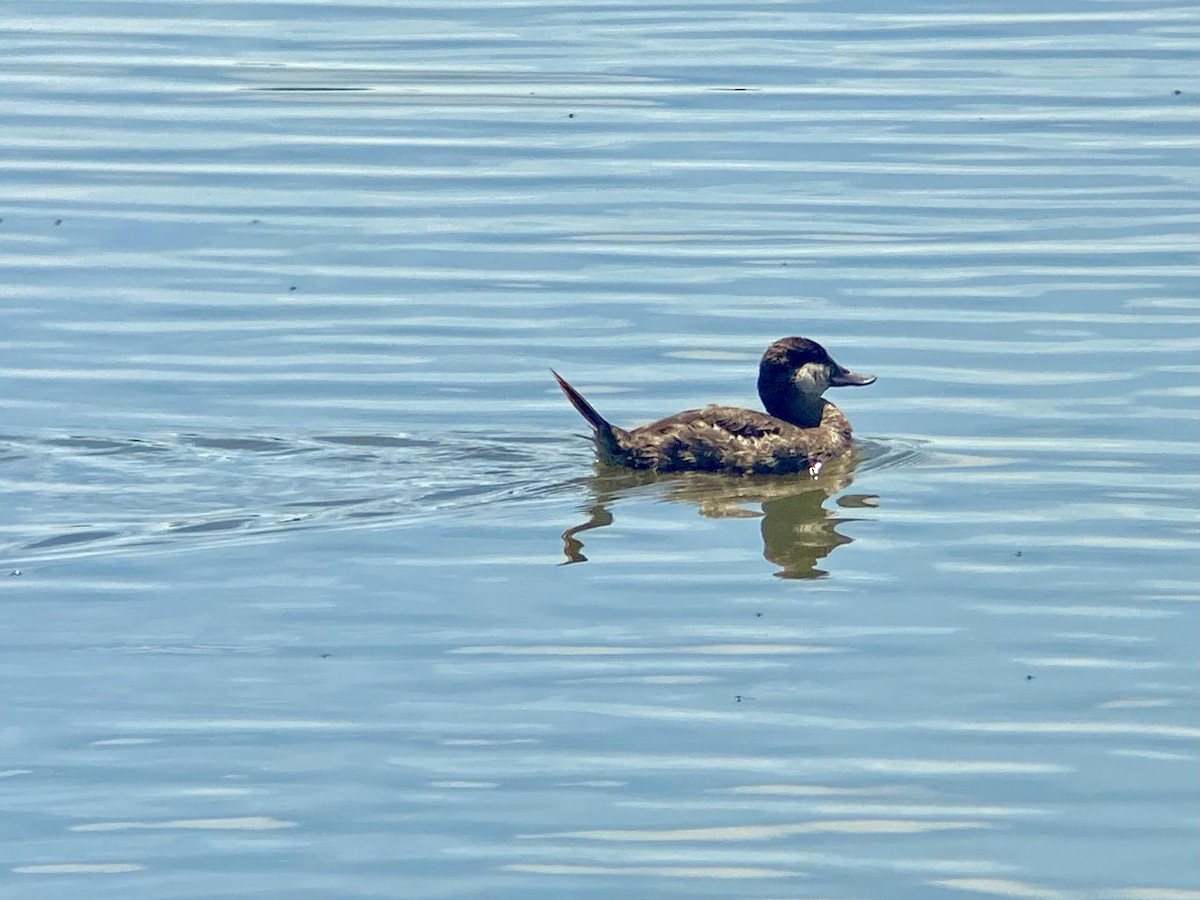 Ruddy Duck - ML620227387