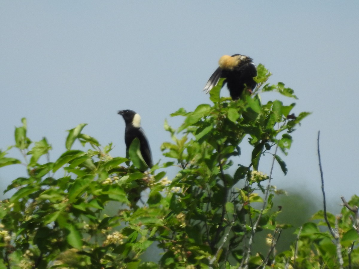 bobolink americký - ML620227405