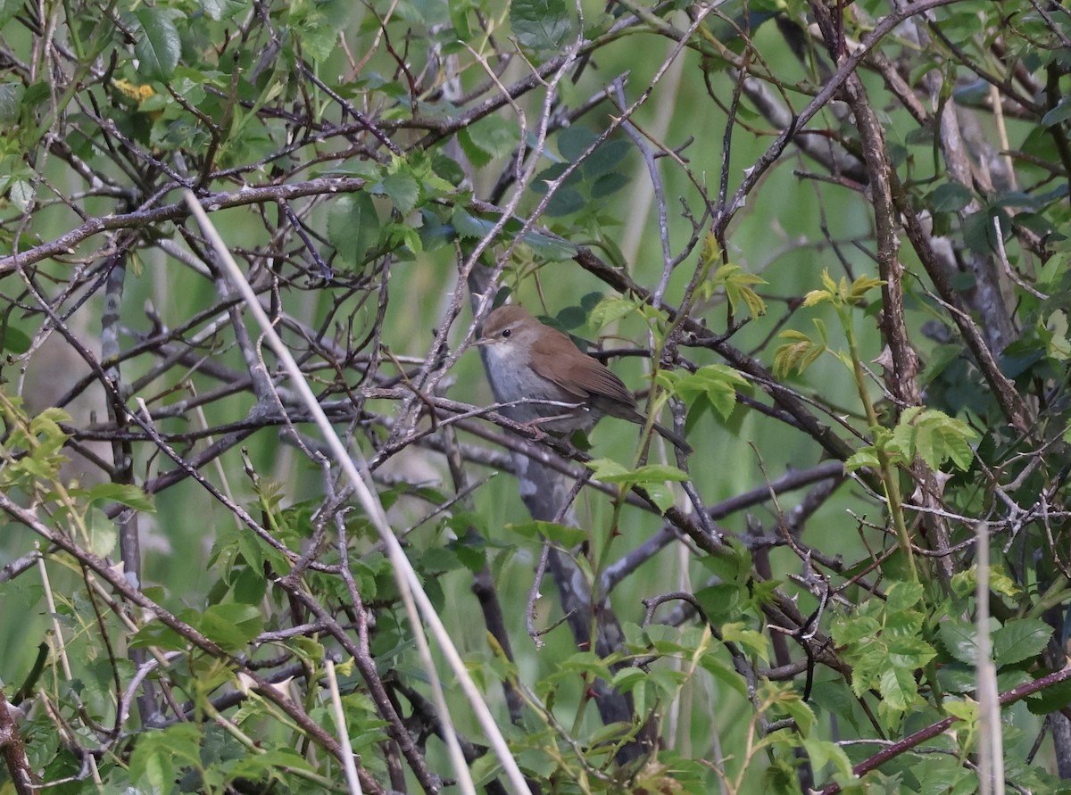 Cetti's Warbler - ML620227413