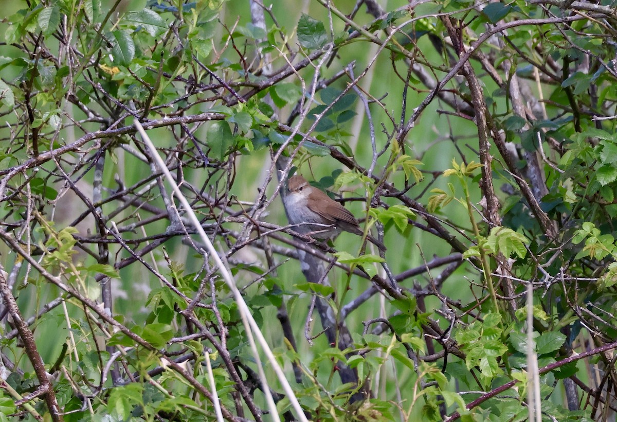 Cetti's Warbler - ML620227414