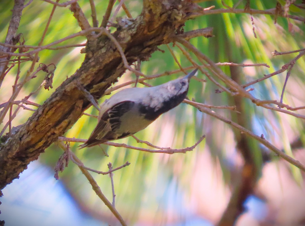 White-breasted Nuthatch - Jeff Beane