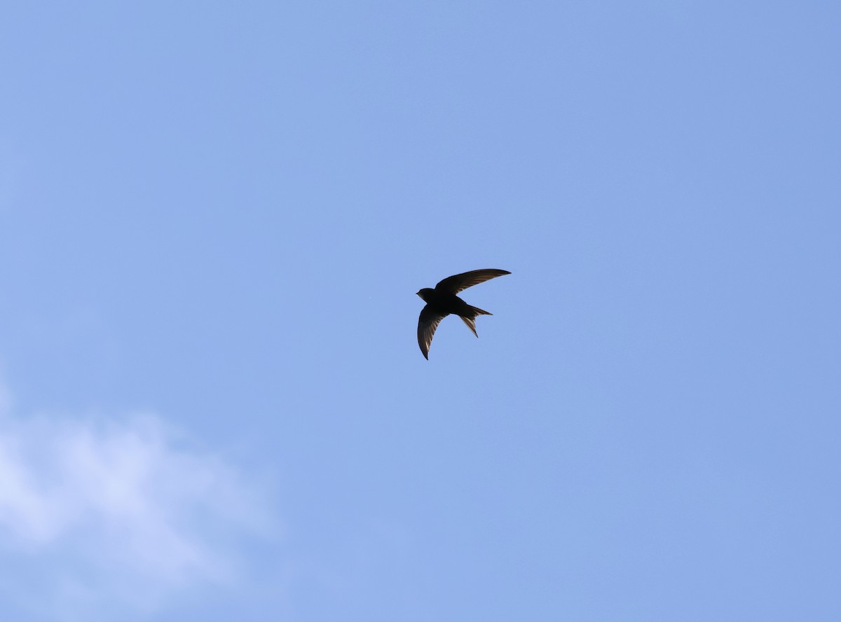 Common Swift - ML620227419