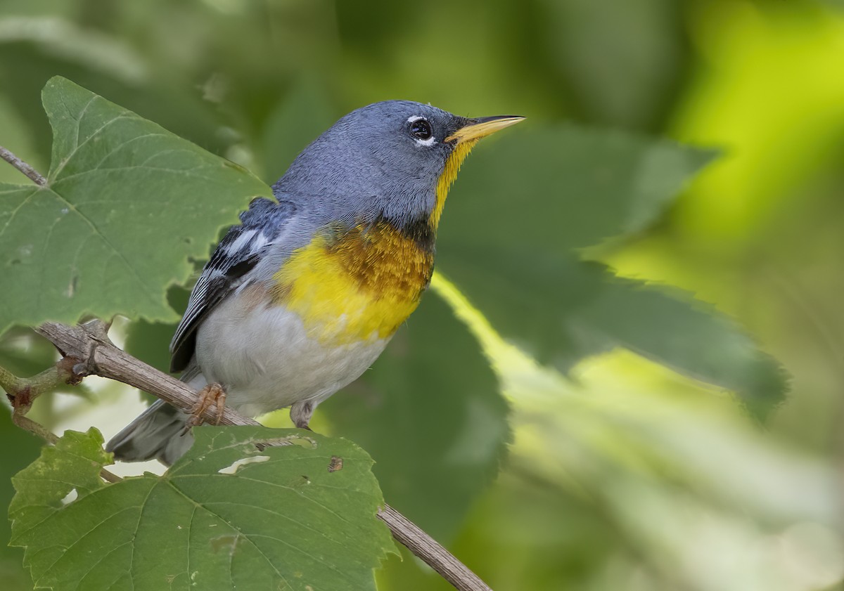 Northern Parula - ML620227425