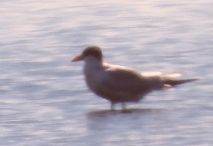 Caspian Tern - ML620227426