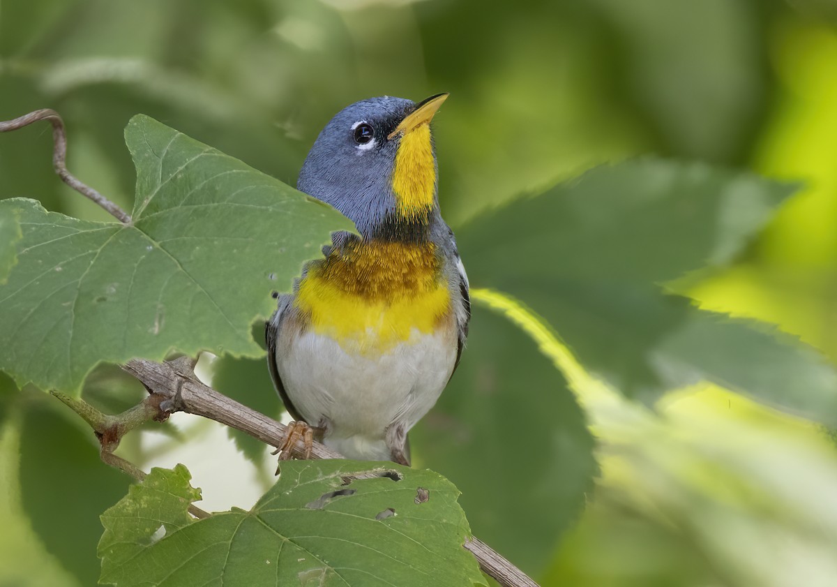 Northern Parula - ML620227431