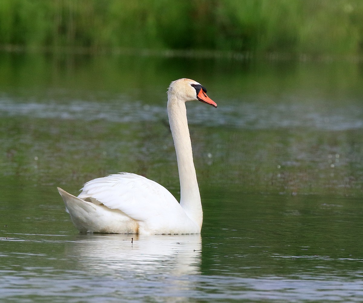 Mute Swan - ML620227436