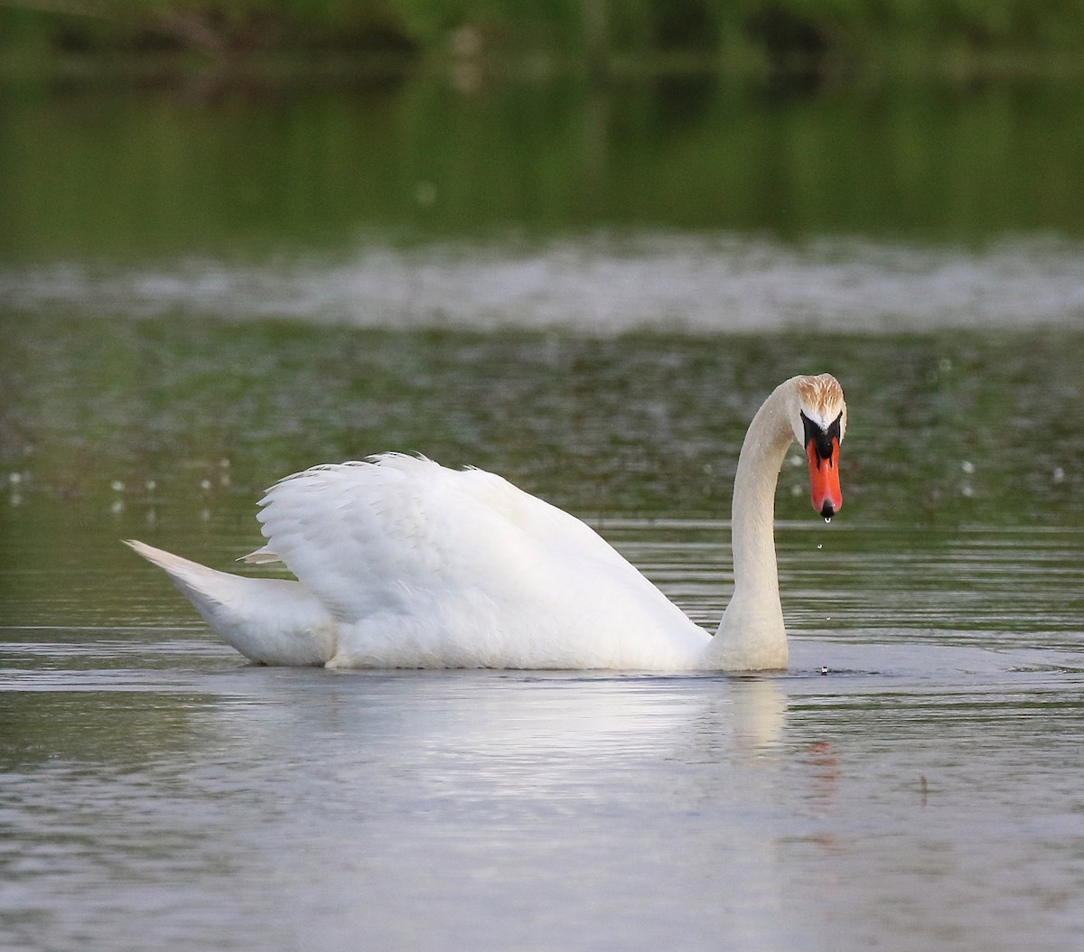 Cygne tuberculé - ML620227438