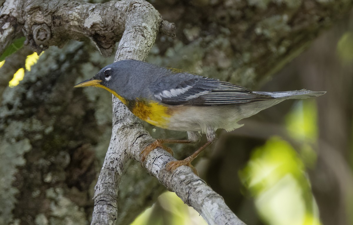 Northern Parula - ML620227439