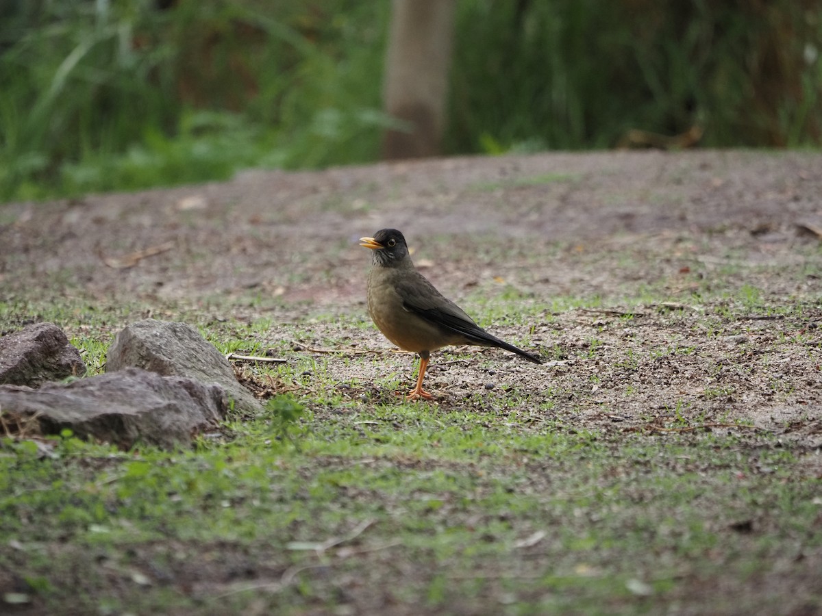 Austral Thrush - ML620227441