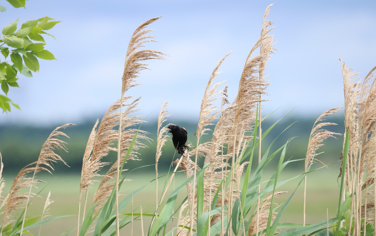 Red-winged Blackbird - ML620227445