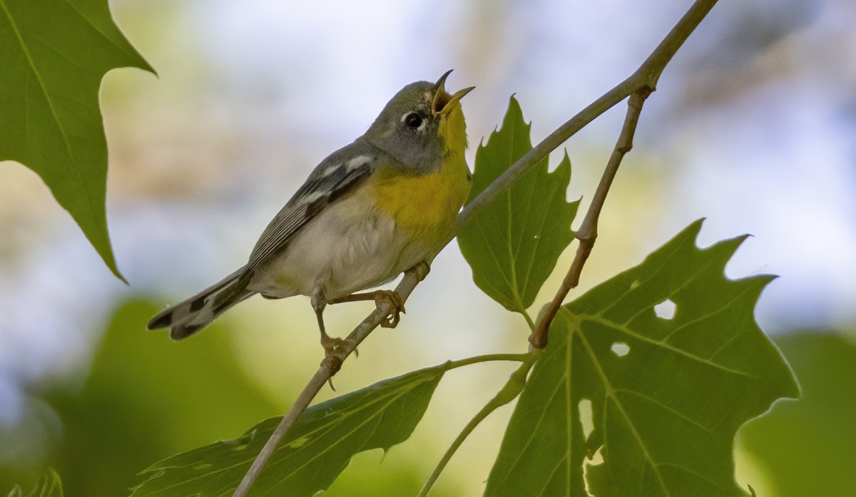 Northern Parula - ML620227447