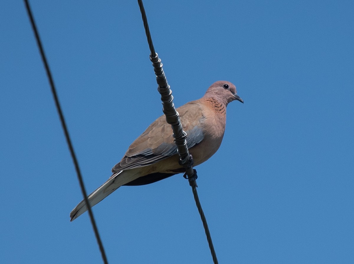 Laughing Dove - ML620227448