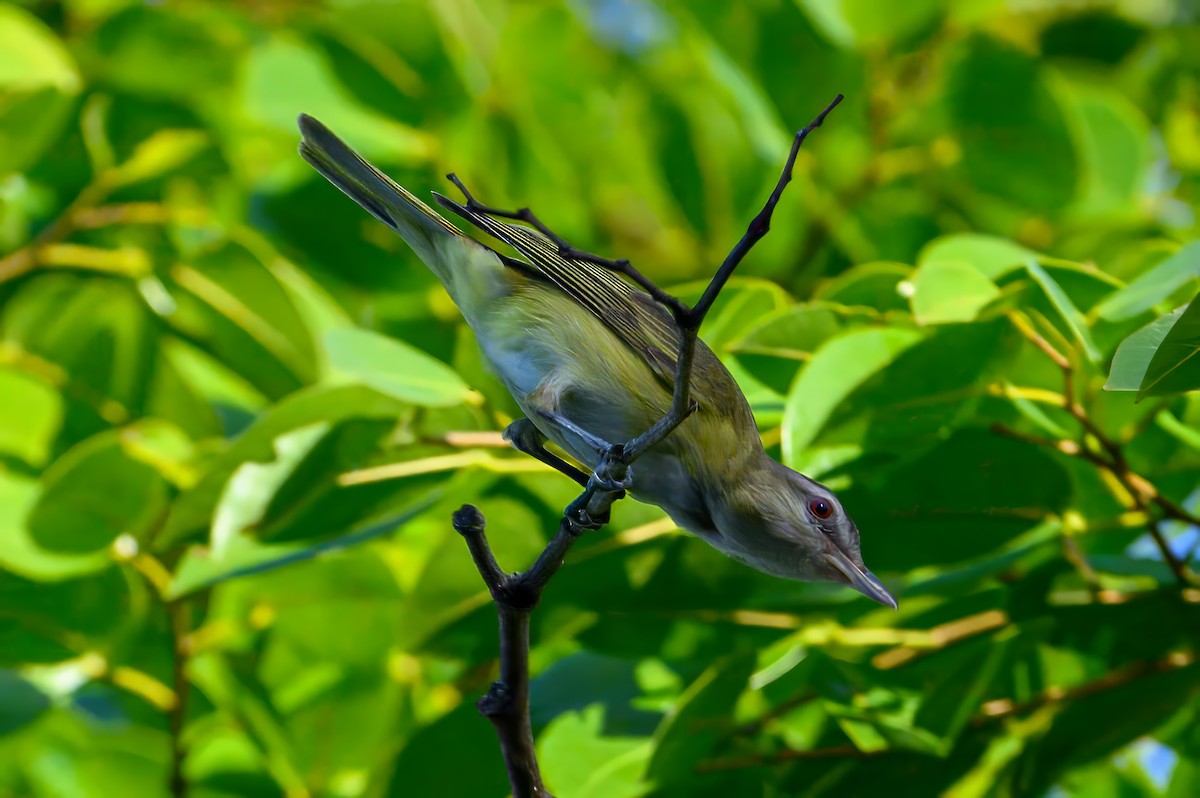 Gelbflankenvireo - ML620227451