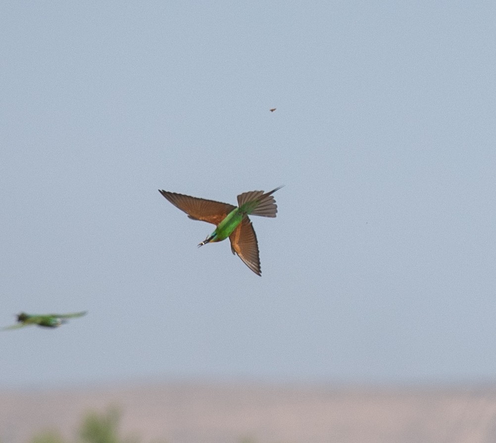 Blue-cheeked Bee-eater - ML620227480