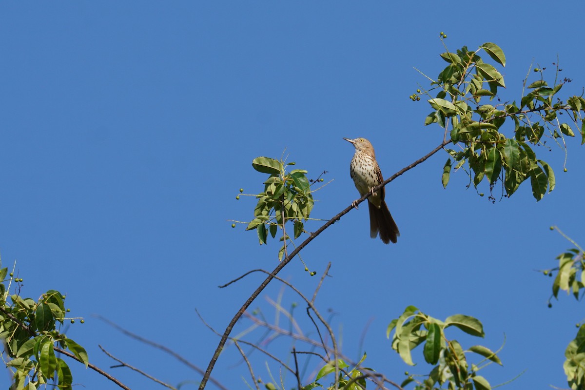 Brown Thrasher - ML620227487