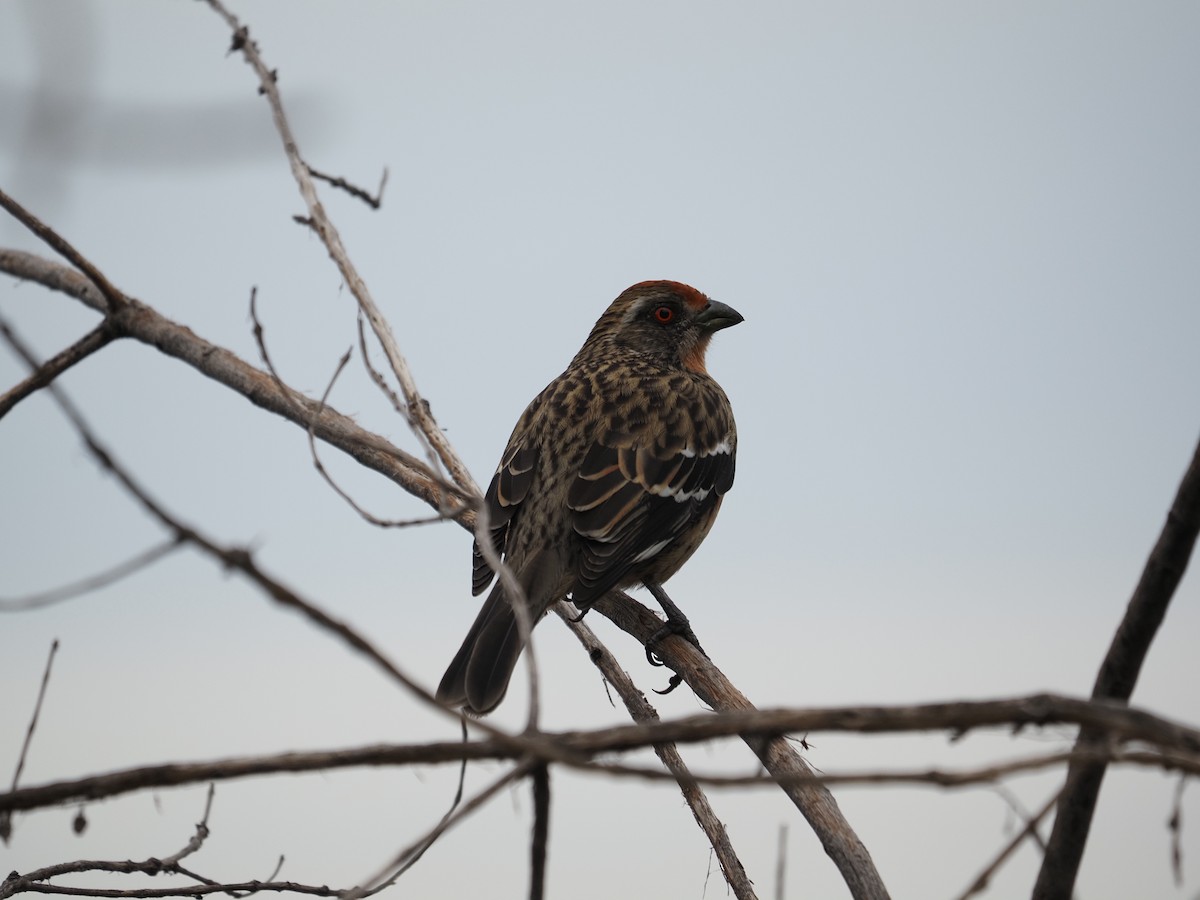 Rufous-collared Sparrow - ML620227490
