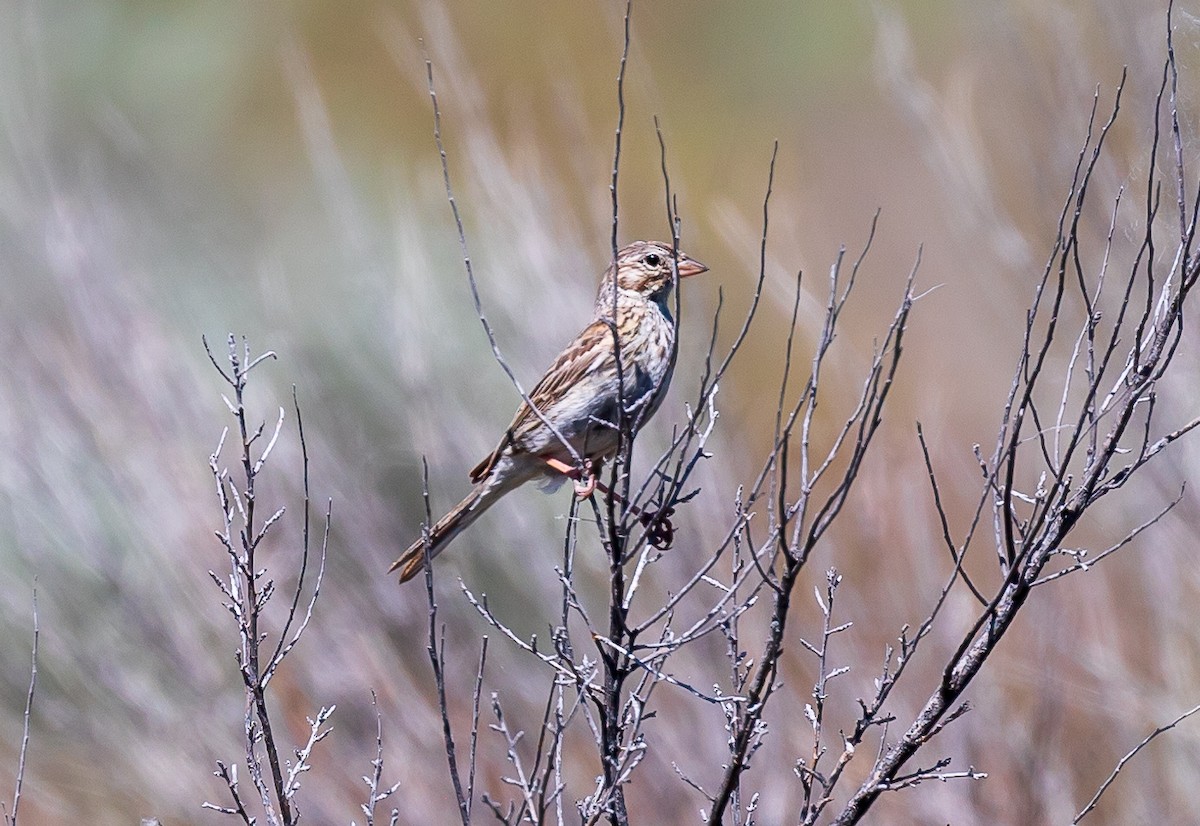 Vesper Sparrow - Andrew Cauldwell