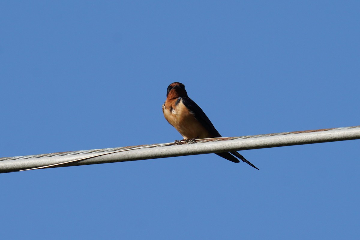 Barn Swallow (American) - ML620227498