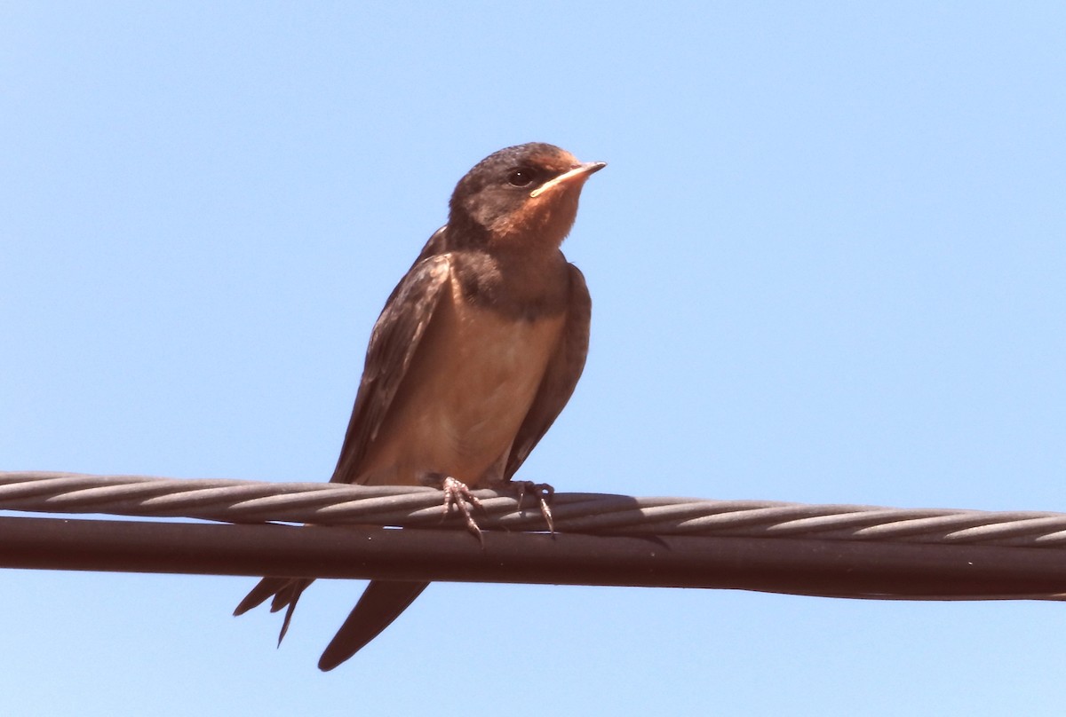 Barn Swallow - ML620227499